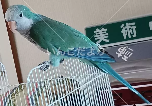 保護鳥の写真