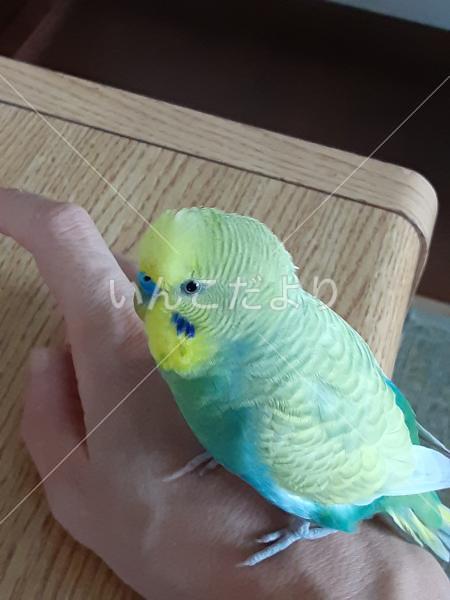 迷い鳥の写真