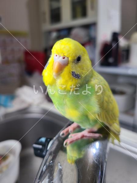 迷い鳥の写真