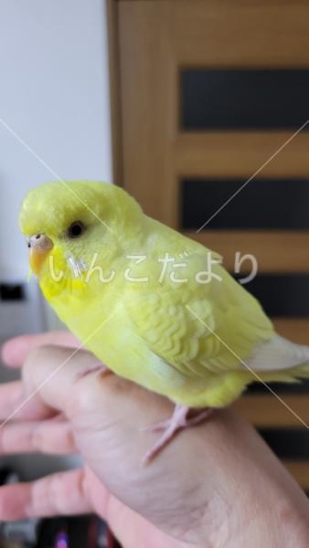 保護鳥の写真