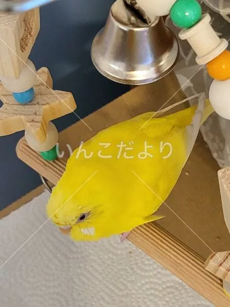 保護鳥の写真