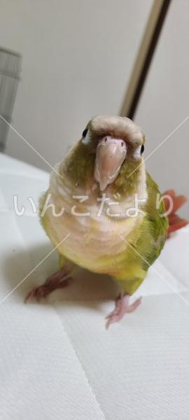 迷い鳥の写真