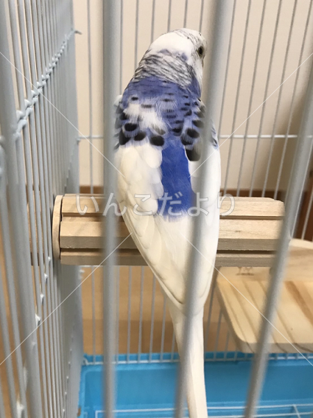 保護鳥の写真