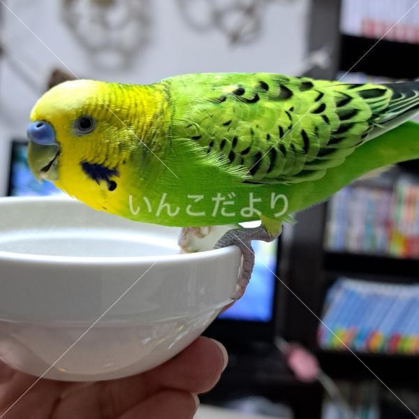 迷い鳥の写真