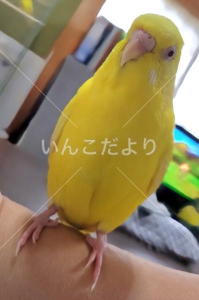 迷い鳥の写真