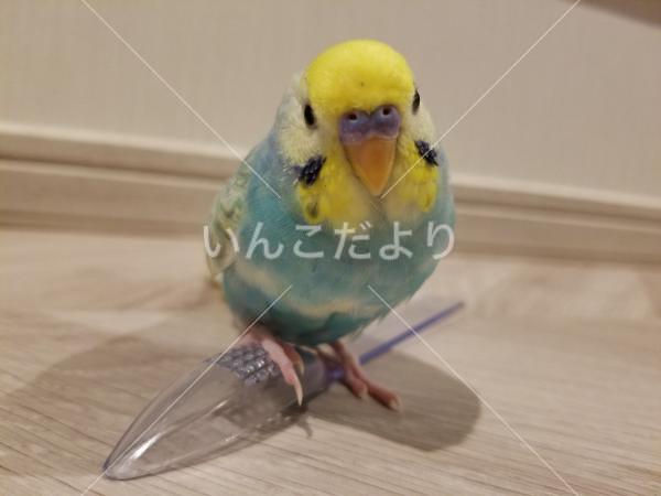 迷い鳥の写真