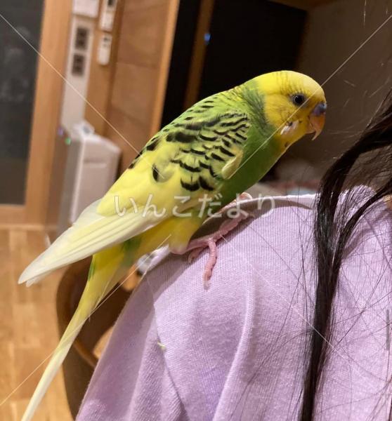 迷い鳥の写真
