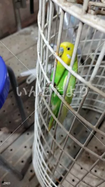 保護鳥の写真