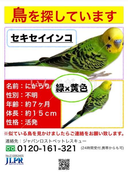 迷い鳥の写真