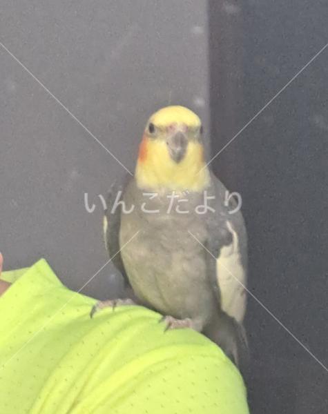 迷い鳥の写真
