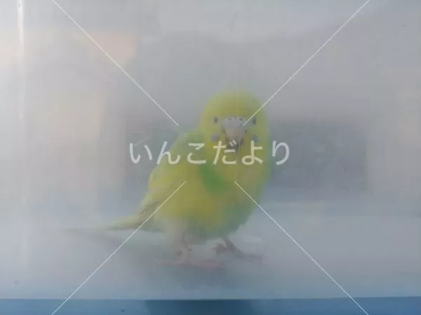 保護鳥の写真