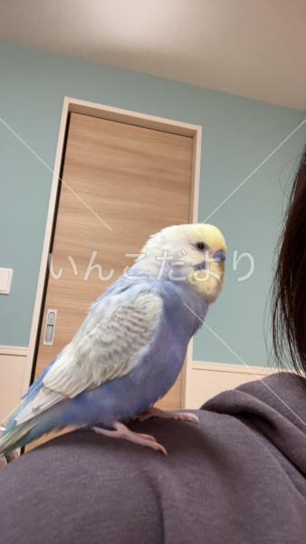 保護鳥の写真