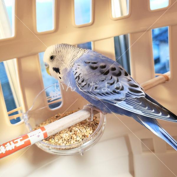 保護鳥の写真