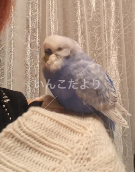 迷い鳥の写真