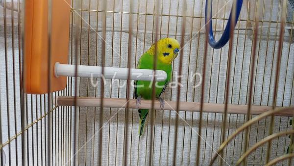 保護鳥の写真