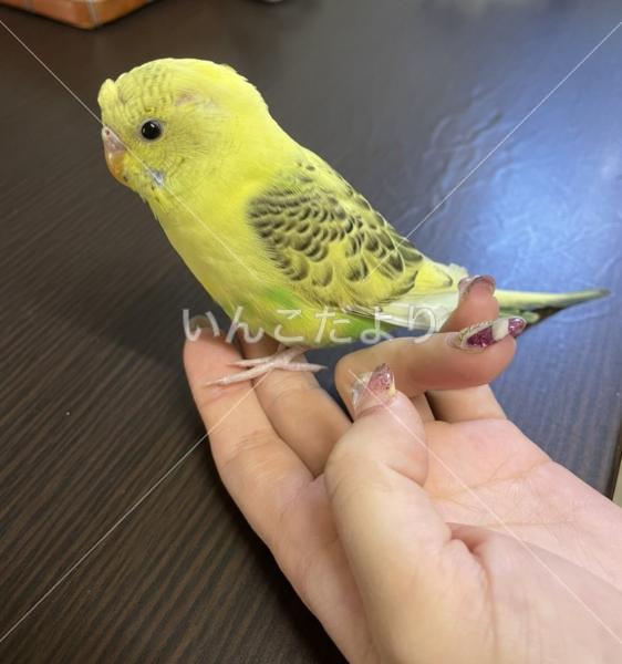 保護鳥の写真