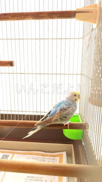 保護鳥の写真