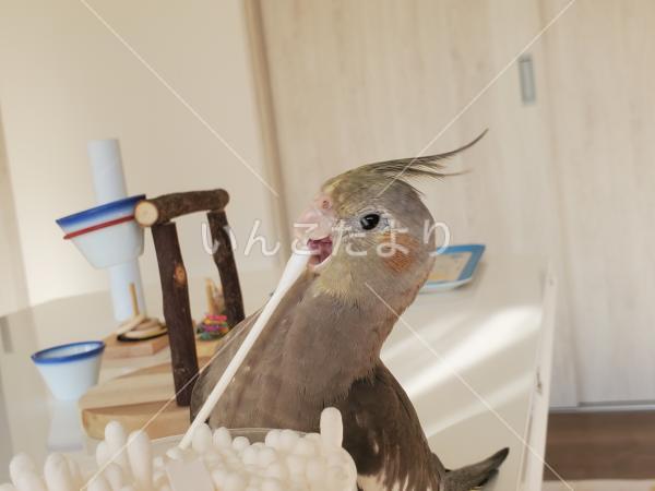 迷い鳥の写真