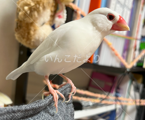 迷い鳥の写真