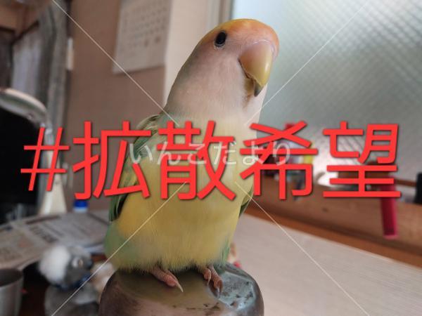 迷い鳥の写真