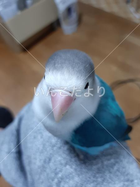 迷い鳥の写真