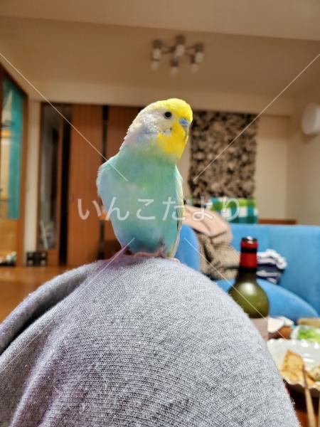 迷い鳥の写真