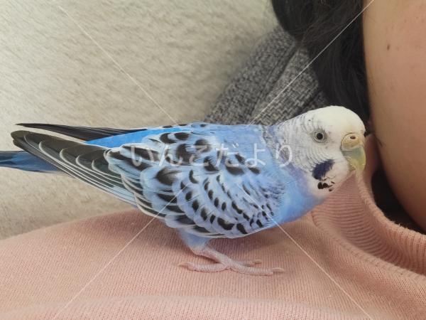 迷い鳥の写真