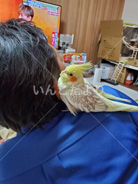 迷い鳥の写真