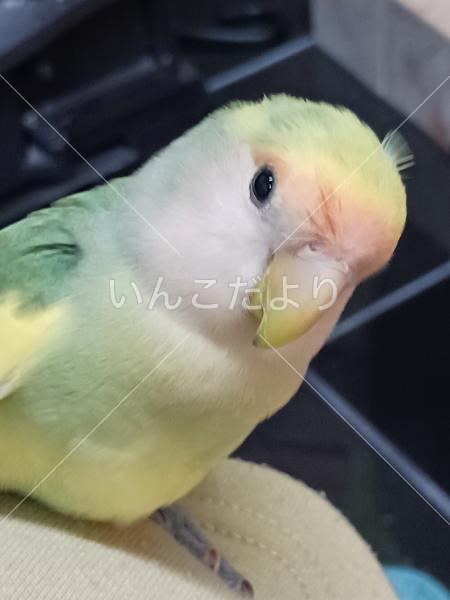 迷い鳥の写真