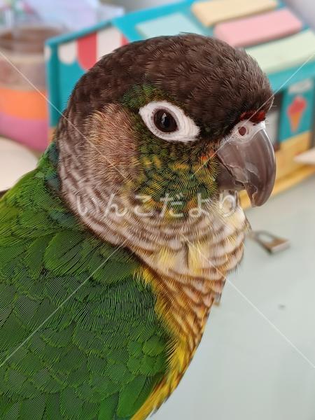 迷い鳥の写真