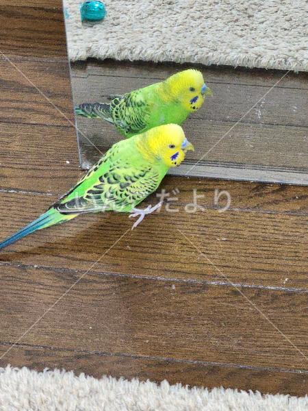 迷い鳥の写真