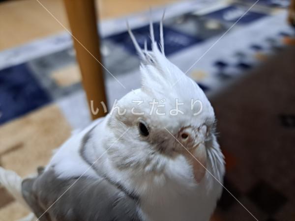 迷い鳥の写真