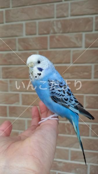 保護鳥の写真