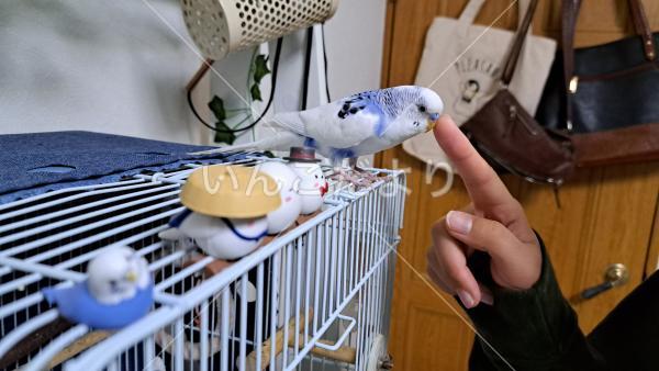 迷い鳥の写真