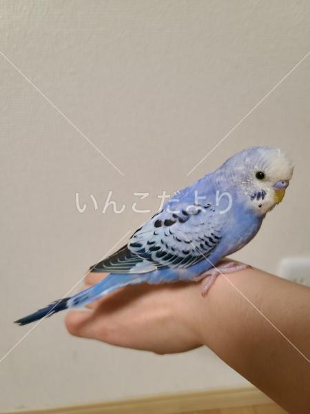 保護鳥の写真