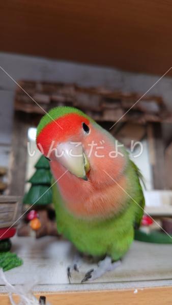 迷い鳥の写真