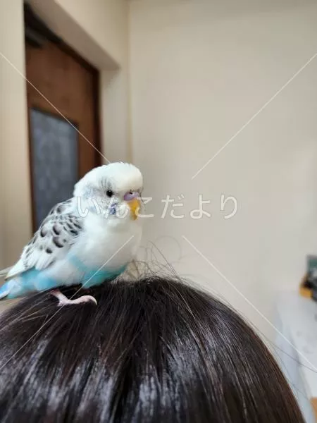 保護鳥の写真