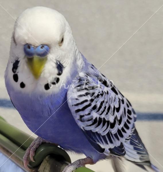 保護鳥の写真