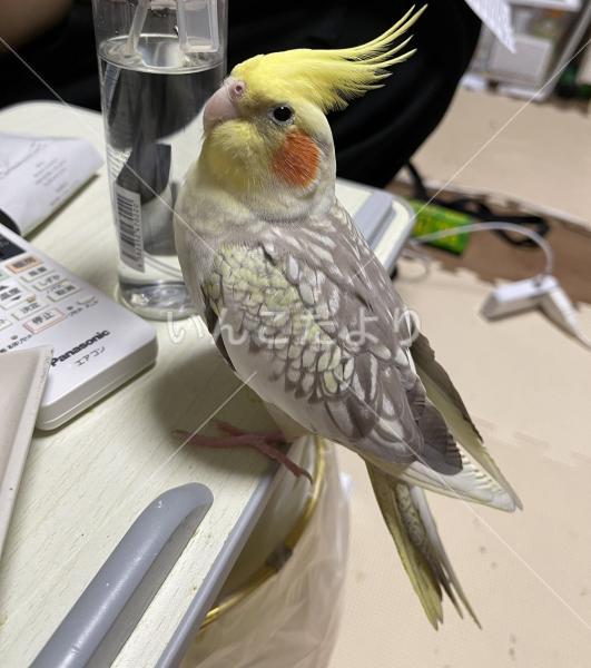 迷い鳥の写真