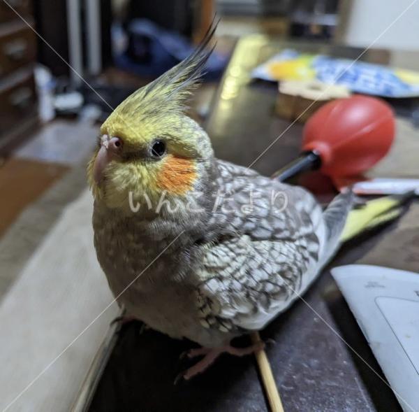 迷い鳥の写真