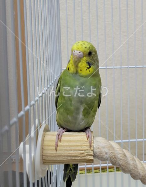 保護鳥の写真