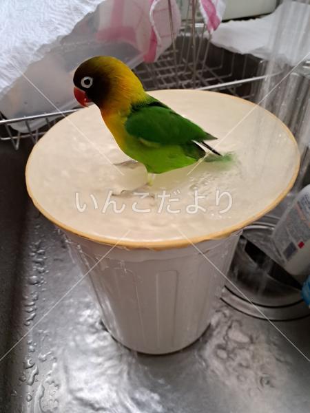 迷い鳥の写真