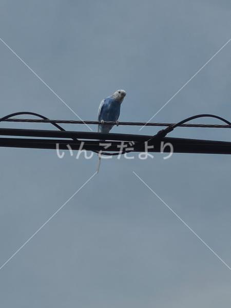 迷い鳥の写真