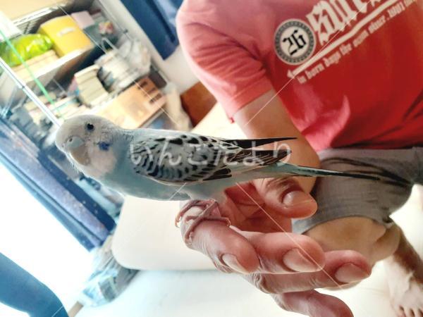 保護鳥の写真