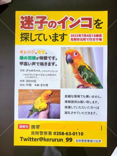 迷い鳥の写真