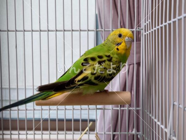 保護鳥の写真
