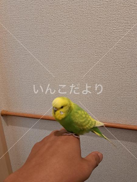 保護鳥の写真