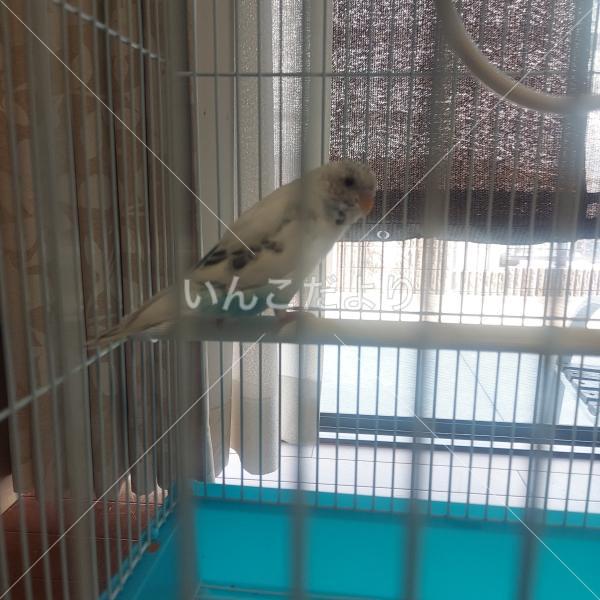 保護鳥の写真