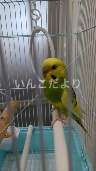 保護鳥の写真