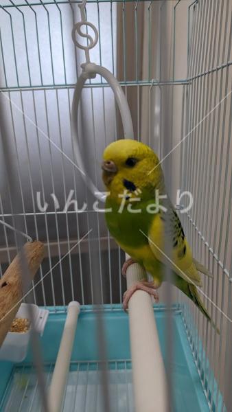 保護鳥の写真